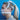 Philips DreamWear Full Face CPAP Mask FitPack with Headgear